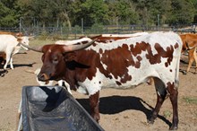 Silver Heart of Flowers