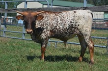 HBR Miss October 2023 Bull Calf