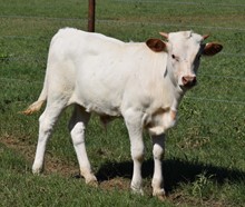 JH Monika's Sun x Zues Leweze bull calf