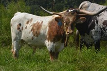 KCCI Bianca's Bambi 2023 Bull Calf
