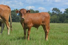 Cut'n Naughty 2023 Bull Calf