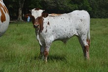 LR Jessica 2023 Bull Calf