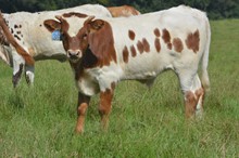 WPR Do Wa Diddy 2023 Bull Calf