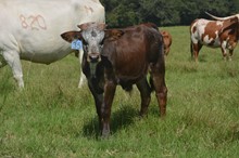 Sunhaven Tuff Fiesta 2023 Bull Calf