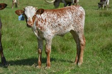 HBR April 2023 Bull Calf