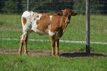 Purdy Rebellious 2023 Heifer Calf 