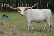 HBR Cowboy's Queen