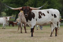 HBR Delilah