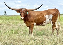 HBR DIXIE