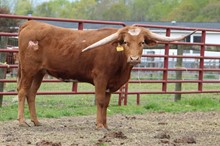 HBR Doc's Maiden