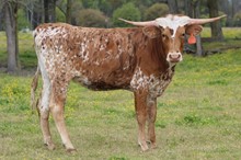 HBR Jasmine