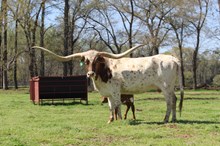 KDK VALIANT’S MINERVA