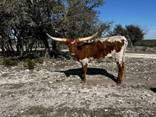 Heifer Calf 7