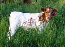 2023 HEIFER (METEORITE)