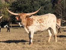 HBR Outlaw Altha