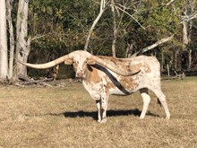 LTL CATCH ME A COWBOY