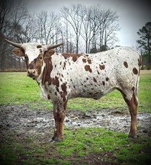 TP Million Dollar Gal