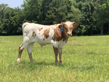 KCCI Bianca's Bambi 2023 Bull Calf
