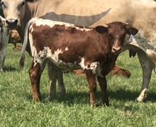 HBR Dottie