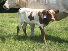 HBR Cowboy's Queen 2023 Bull Calf