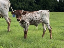 HBR Miss October 2023 Bull Calf