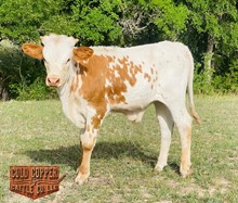 4C MONIKA SUN X LADY LIKE STEER