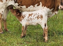 LTL Pretty Agnes 715 heifer 2025