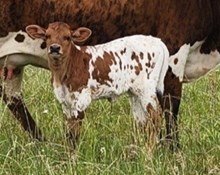 LTL Southern Diane 911 heifer