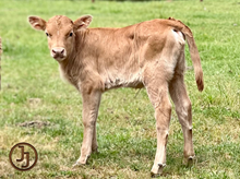 CV Casanova's Delight heifer 23