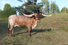 BCR Flinn to Win 201