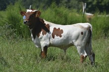 DH Joyful 2023 Bull Calf