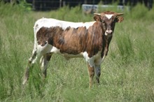 LJL Texas Sissy Chex Bull Calf 2023