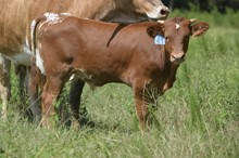 Horseshoe J Lucky 2023 Bull Calf