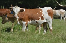 HBR Sun Lady Epsy 2023 Bull Calf