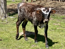 JAG'S SWEETHEART bull calf