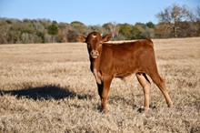 bull respected girl x swagger 033